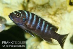Sechsstreifen-Tilapia, Cynotilapia Afra "Jalo Reef", DNZ -Aquariumladen = das Beste. Sechsstreifen Tilapia Cynotilapia afra 1