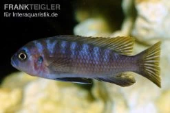 Sechsstreifen-Tilapia, Cynotilapia Afra "Jalo Reef", DNZ -Aquariumladen = das Beste. Sechsstreifen Tilapia Cynotilapia afra 2