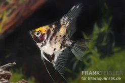 Goldkopf-Skalar XL, Pterophyllum Scalare