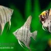 Skalar Mix, Pterophyllum Scalare, Größe M -Aquariumladen = das Beste. Skalar Mix