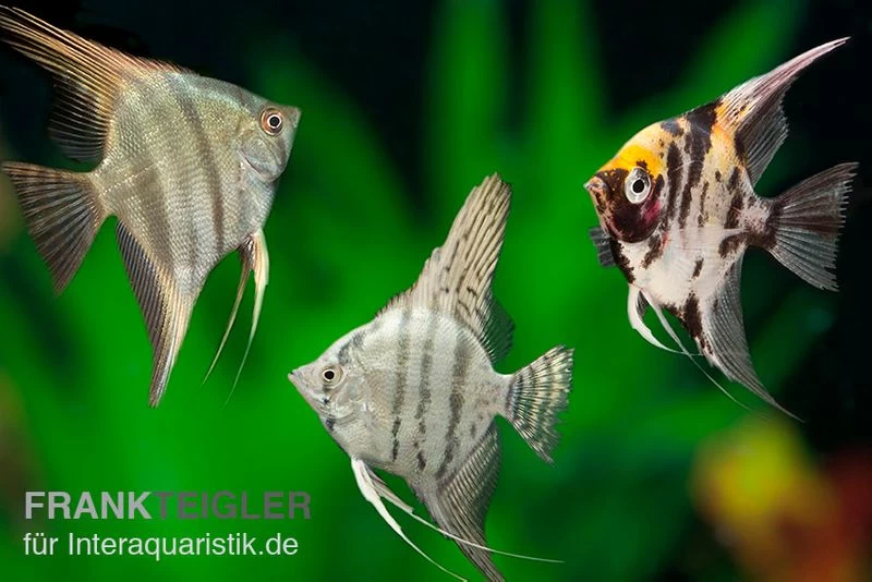 Skalar Mix, Pterophyllum Scalare, Größe M 3 Skalar Mix, Pterophyllum Scalare, Größe M