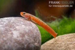 Smaragdgrundel, Stiphodon Surrufus, 1 Paar -Aquariumladen = das Beste. Smaragdgrundel Stiphodon surrufus 4