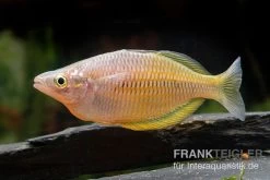 Sorong-Regenbogenfisch, Melanotaenia Fredericki Wild, 5 Tiere -Aquariumladen = das Beste. Sorong Regenbogenfisch Melanotaenia fredericki Wild