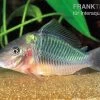 Spitzmaul-Panzerwels, Brochis Multiradiatus -Aquariumladen = das Beste. Spitzmaul Panzerwels Brochis multiradiatus neu
