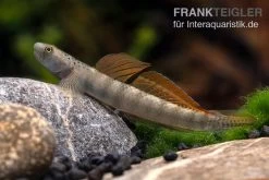 Orangeflossen-Grundel, Stiphodon Maculidorsalis, 1 Paar 9 Orangeflossen-Grundel, Stiphodon Maculidorsalis, 1 Paar -Aquariumladen = das Beste. Stiphodon maculidorsalis 7