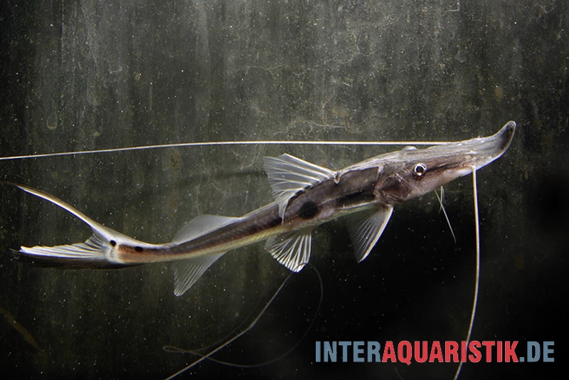 Störspatelwels, Platystomatichthys Sturio 3 Störspatelwels, Platystomatichthys Sturio