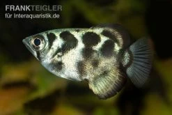 Süßwasser-Schützenfisch, Toxotes Blythii