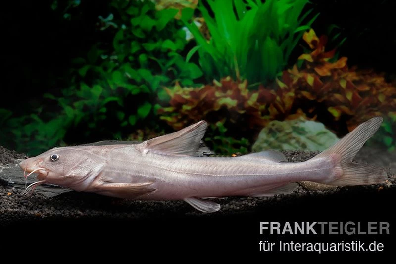 Süßwasserhai, Hemiarius Stormii 3 Süßwasserhai, Hemiarius Stormii