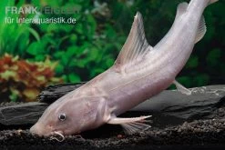 Süßwasserhai, Hemiarius Stormii 5 Süßwasserhai, Hemiarius Stormii -Aquariumladen = das Beste. Suesswasserhai Hemiarius stormii 2