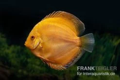 Diskusfisch ASIA-NZ, Symphysodon Discus Gold Pigeon (Yellow Pigeon)