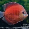 Diskusfisch ASIA-NZ, Symphysodon Discus Tomato -Aquariumladen = das Beste. Symphysodon aequifasciatus 09 Red Tomato 6