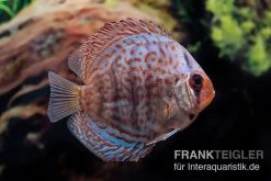 Diskusfisch ASIA-NZ, Symphysodon Discus Blue Dragon