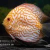 Diskusfisch ASIA-NZ, Symphysodon Discus Checkerboard -Aquariumladen = das Beste. Symphysodon aequifasciatus Checkerboard 2