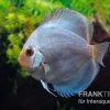Diskusfisch ASIA-NZ, Symphysodon Discus Ocean Green (Green Diamond) -Aquariumladen = das Beste. Symphysodon aequifasciatus Ocean Green 2