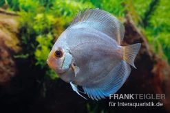 Diskusfisch ASIA-NZ, Symphysodon Discus Ocean Green (Green Diamond)