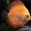 Diskusfisch ASIA-NZ, Symphysodon Discus Pigeon Pearl -Aquariumladen = das Beste. Symphysodon aequifasciatus Pigeon Pearl 8