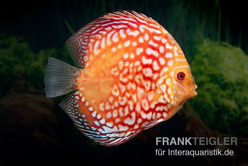 Diskusfisch ASIA-NZ, Symphysodon Discus Red Magic 4 Diskusfisch ASIA-NZ, Symphysodon Discus Red Magic – Bild 2