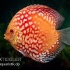 Diskusfisch ASIA-NZ, Symphysodon Discus Red Magic -Aquariumladen = das Beste. Symphysodon aequifasciatus Red Magic
