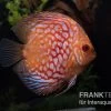 Diskusfisch ASIA-NZ, Symphysodon Discus Red Royal Pigeon (Classic Striped Pigeon)