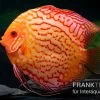 Diskusfisch ASIA-NZ, Symphysodon Discus Red Spider -Aquariumladen = das Beste. Symphysodon aequifasciatus Red Spider 12