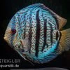 Diskusfisch ASIA-NZ, Symphysodon Discus Red Spotted Green