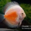 Diskusfisch ASIA-NZ, Symphysodon Discus Red White 2 Diskusfisch ASIA-NZ, Symphysodon Discus Red White -Aquariumladen = das Beste. Symphysodon aequifasciatus Red and White 8