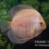 Diskusfisch ASIA-NZ, Symphysodon Discus Snow White -Aquariumladen = das Beste. Symphysodon aequifasciatus Snow White 2