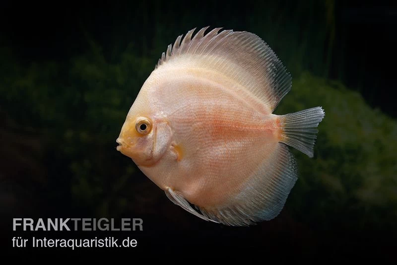 Diskusfisch ASIA-NZ, Symphysodon Discus White Diamond 3 Diskusfisch ASIA-NZ, Symphysodon Discus White Diamond