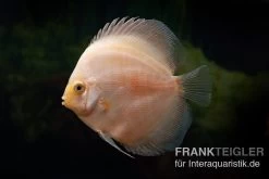 Diskusfisch ASIA-NZ, Symphysodon Discus White Diamond 6 Diskusfisch ASIA-NZ, Symphysodon Discus White Diamond -Aquariumladen = das Beste. Symphysodon aequifasciatus White Diamond 5