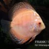 Diskusfisch ASIA-NZ, Symphysodon Discus White Scorpion -Aquariumladen = das Beste. Symphysodon aequifasciatus White Scorpion 2