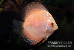 Diskusfisch ASIA-NZ, Symphysodon Discus White Scorpion