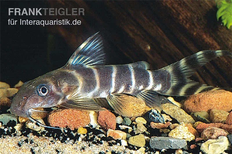 Brichards Fiederbartwels, Synodontis Brichardi 4 Brichards Fiederbartwels, Synodontis Brichardi – Bild 2