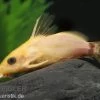 Goldfarbener Fiederbartwels, Synodontis Nigrita Gold -Aquariumladen = das Beste. Synodontis nigrita Gold 1