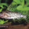 Schwarzer Fiederbartwels, Synodontis Nigrita -Aquariumladen = das Beste. Synodontis nigrita WILD