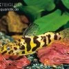 Marmorierter Fiederbartwels, Synodontis Schoutedeni -Aquariumladen = das Beste. Synodontis schoutedeni