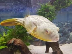 Nilkugelfisch, Tetraodon Fahaka (lineatus) -Aquariumladen = das Beste. Tetraodon fahaka 1