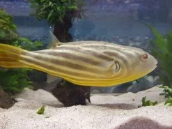 Nilkugelfisch, Tetraodon Fahaka (lineatus) -Aquariumladen = das Beste. Tetraodon fahaka 2