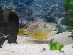 Nilkugelfisch, Tetraodon Fahaka (lineatus) -Aquariumladen = das Beste. Tetraodon fahaka 3