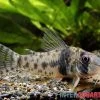 Tigerpanzerwels, Corydoras Orcesi -Aquariumladen = das Beste. Tigerpanzerwels Corydoras orcesi