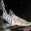 Tigerwels, Merodontotus Tigrinus -Aquariumladen = das Beste. Tigerwels Merodontotus tigrinus