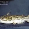 Wurzelwels, Trachelyopterus Galeatus -Aquariumladen = das Beste. Trachelyopterus galeatus
