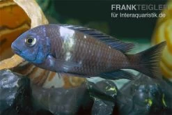 Brabantbuntbarsch, Tropheus Duboisi Maswa "Weisspunkt", DNZ