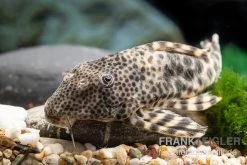 Ucayali-Zwergschilderwels, L205, Peckoltia Sp. -Aquariumladen = das Beste. Ucayali Zwergschilderwels L205 Peckoltia sp 1