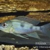 Uferbuntbarsch, Aulonocranus Dewindti, DNZ