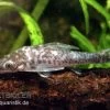 Vampir-Otocinclus, Nannoptopoma Sternoptychum -Aquariumladen = das Beste. Vampir Otocinclus Nannoptopoma sternoptych