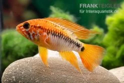 Villavicencio-Buntbarsch, Apistogramma Macmasteri, Paarweise