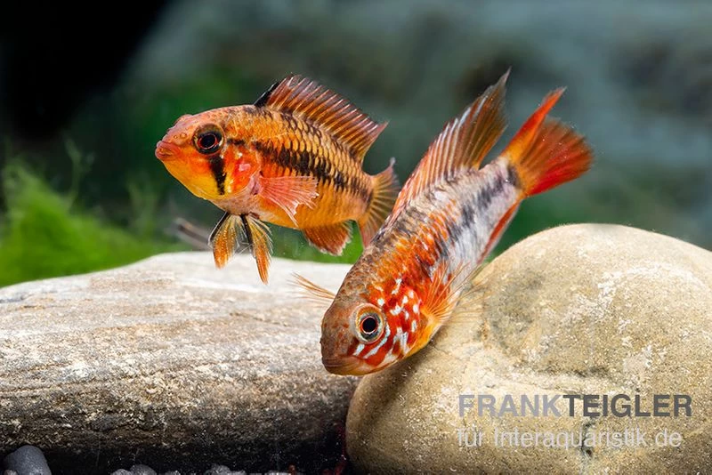 Villavicencio-Zwergbuntbarsch "Red Mask", Apistogramma Macmasteri Red Mask, Paarweise 4 Villavicencio-Zwergbuntbarsch "Red Mask", Apistogramma Macmasteri Red Mask, Paarweise – Bild 2