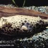 Wabenkugelfisch, Tetraodon Duboisi 1 Wabenkugelfisch, Tetraodon Duboisi -Aquariumladen = das Beste. Wabenkugelfisch Tetraodon duboisi