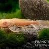 Wabenschilderwels Albino, Glyptoperichthys Gibbiceps -Aquariumladen = das Beste. Wabenschilderwels albino Glyptoperichthys gibbiceps 1