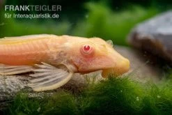 Wabenschilderwels Albino, Glyptoperichthys Gibbiceps -Aquariumladen = das Beste. Wabenschilderwels albino Glyptoperichthys gibbiceps 2